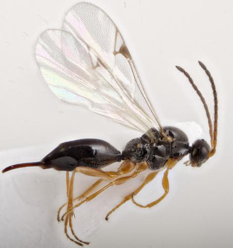 Cryptoserphus sp.